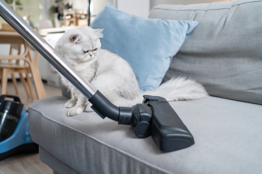 Close,Up,Hands,Of,Woman,Vacuuming,Dust,And,Fur,On